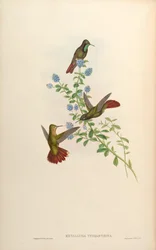 Metallura tyrianthina